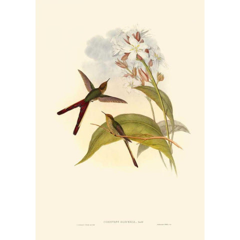Small Gould Hummingbird III White Modern Wood Framed Art Print by Gould, John