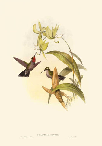 Small Gould Hummingbird IV Black Ornate Wood Framed Art Print with Double Matting by Gould, John