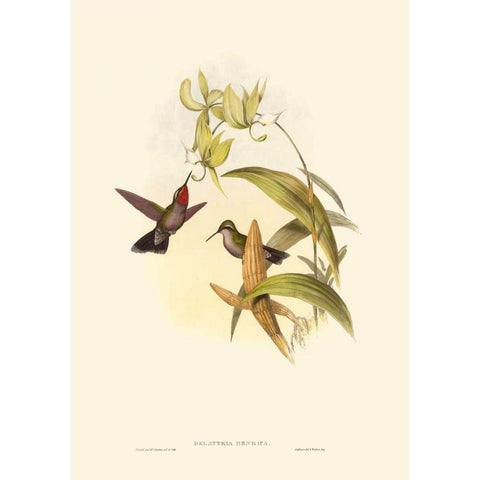 Small Gould Hummingbird IV Black Modern Wood Framed Art Print by Gould, John