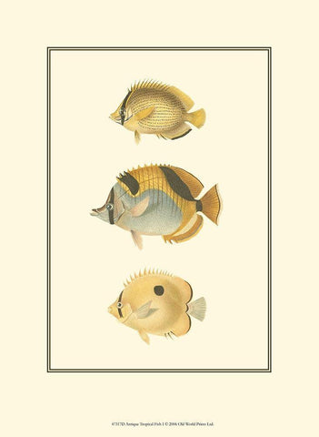 Antique Tropical Fish I Black Ornate Wood Framed Art Print with Double Matting by Vision Studio