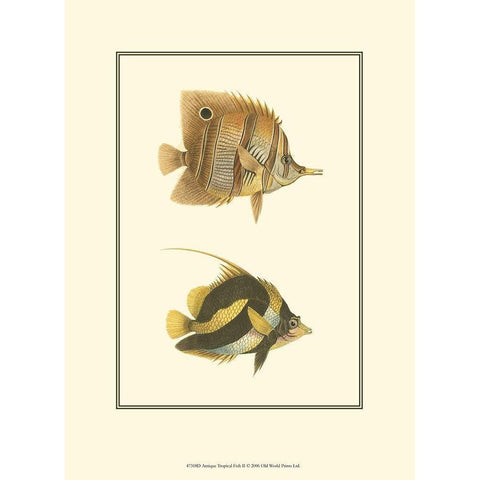 Antique Tropical Fish II Black Modern Wood Framed Art Print with Double Matting by Vision Studio