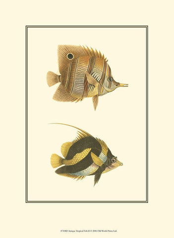 Antique Tropical Fish II Black Ornate Wood Framed Art Print with Double Matting by Vision Studio