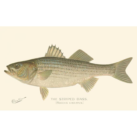 Striped Bass Gold Ornate Wood Framed Art Print with Double Matting by Denton