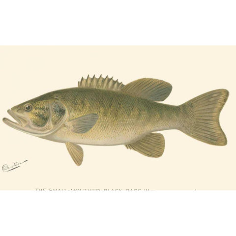 Small-mouthed Black Bass Black Modern Wood Framed Art Print with Double Matting by Denton