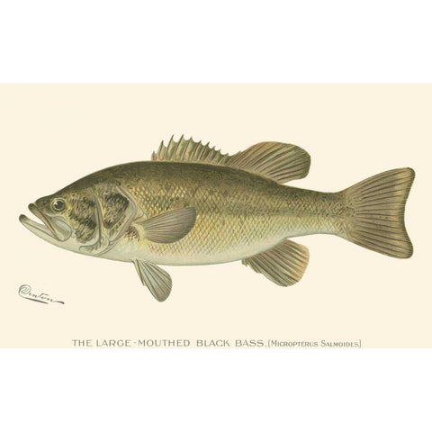 Large-mouthed Black Bass White Modern Wood Framed Art Print by Denton