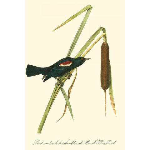 Audubons Blackbird White Modern Wood Framed Art Print by Audubon, John James