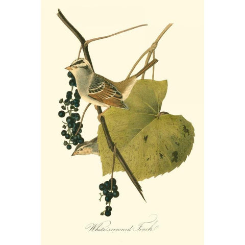 Audubons Finch White Modern Wood Framed Art Print by Audubon, John James