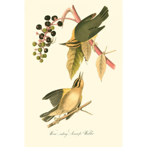 Audubons Warbler Black Modern Wood Framed Art Print with Double Matting by Audubon, John James