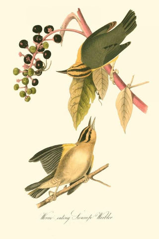 Audubons Warbler Black Ornate Wood Framed Art Print with Double Matting by Audubon, John James