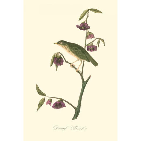 Audubons Thrush Gold Ornate Wood Framed Art Print with Double Matting by Audubon, John James