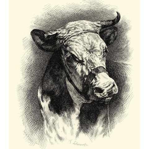 Antique Cattle I White Modern Wood Framed Art Print by Lehnert, F.
