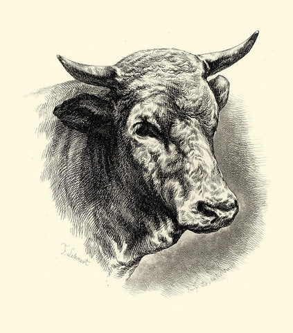 Antique Cattle II White Modern Wood Framed Art Print with Double Matting by Lehnert, F.