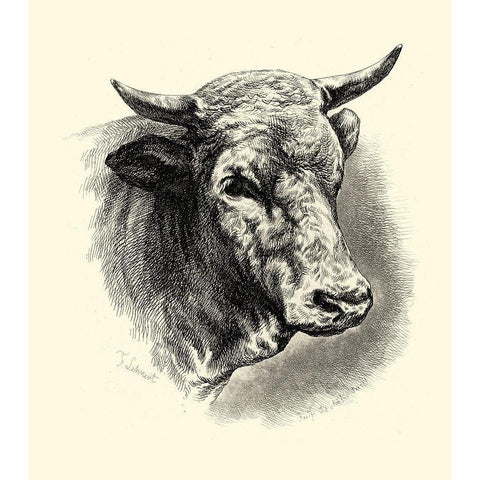 Antique Cattle II White Modern Wood Framed Art Print by Lehnert, F.