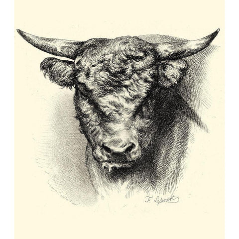 Antique Cattle III Black Modern Wood Framed Art Print with Double Matting by Lehnert, F.
