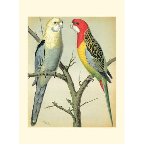 Cassells Parrots I Black Modern Wood Framed Art Print by Cassell