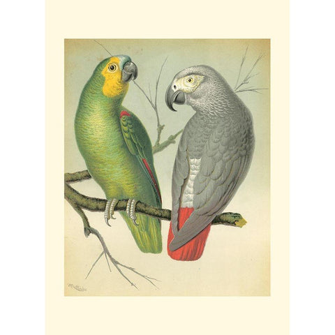 Cassells Parrots II Black Modern Wood Framed Art Print by Cassell