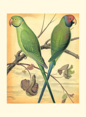 Cassells Parrots III Black Ornate Wood Framed Art Print with Double Matting by Cassell