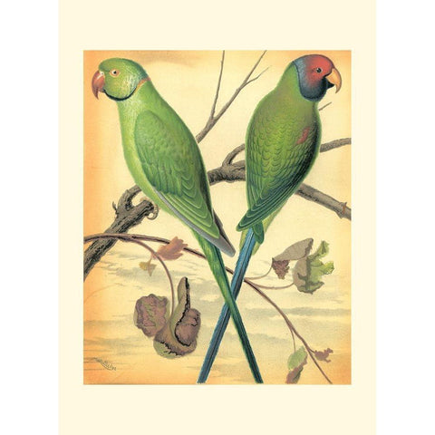 Cassells Parrots III Gold Ornate Wood Framed Art Print with Double Matting by Cassell