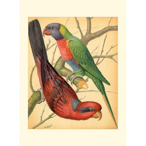 Cassells Parrots IV Black Modern Wood Framed Art Print by Cassell