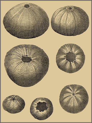 Shells on Khaki I White Modern Wood Framed Art Print with Double Matting by Diderot, Denis