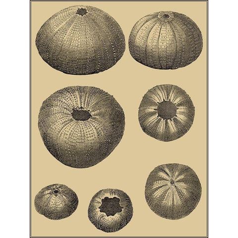 Shells on Khaki I White Modern Wood Framed Art Print by Diderot, Denis