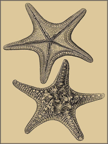 Shells on Khaki II White Modern Wood Framed Art Print with Double Matting by Diderot, Denis