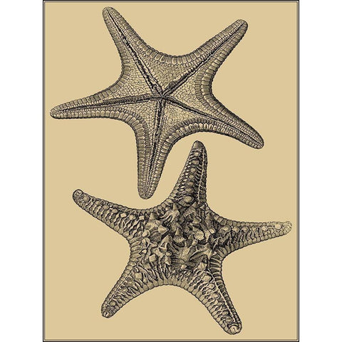 Shells on Khaki II Black Modern Wood Framed Art Print by Diderot, Denis