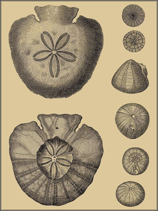Image Only