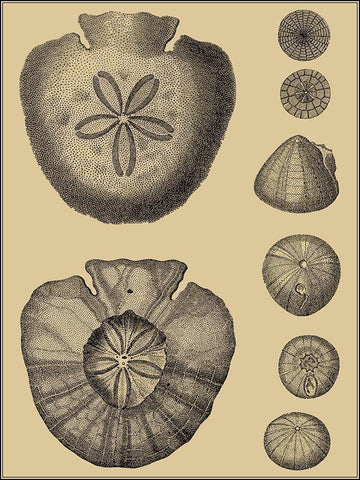 Shells on Khaki III Black Ornate Wood Framed Art Print with Double Matting by Diderot, Denis