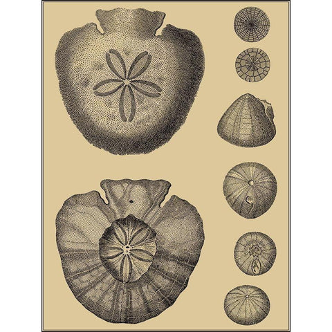 Shells on Khaki III Gold Ornate Wood Framed Art Print with Double Matting by Diderot, Denis