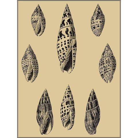 Shells on Khaki IV White Modern Wood Framed Art Print by Diderot, Denis