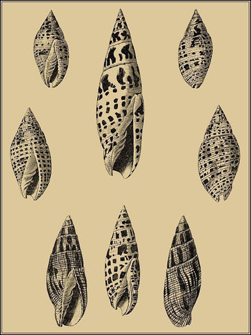 Shells on Khaki IV Black Ornate Wood Framed Art Print with Double Matting by Diderot, Denis
