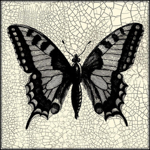 Classical Butterfly I White Modern Wood Framed Art Print with Double Matting by Vision Studio