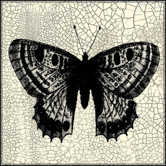 Image Only