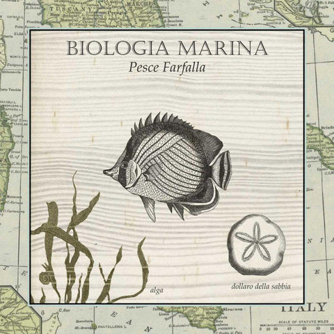 Biologia Marina I White Modern Wood Framed Art Print by Vision Studio