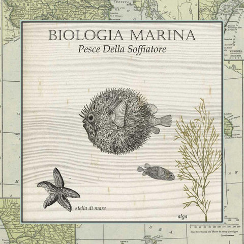 Biologia Marina II White Modern Wood Framed Art Print with Double Matting by Vision Studio