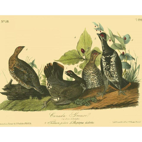 Canada Grouse White Modern Wood Framed Art Print by Audubon, John James