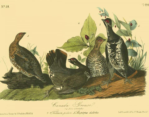 Canada Grouse Black Ornate Wood Framed Art Print with Double Matting by Audubon, John James