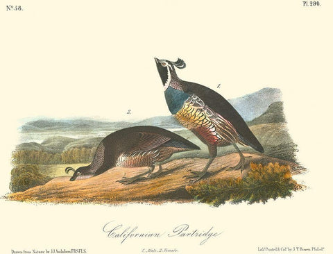 California Partridge White Modern Wood Framed Art Print with Double Matting by Audubon, John James