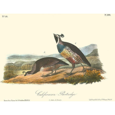 California Partridge White Modern Wood Framed Art Print by Audubon, John James