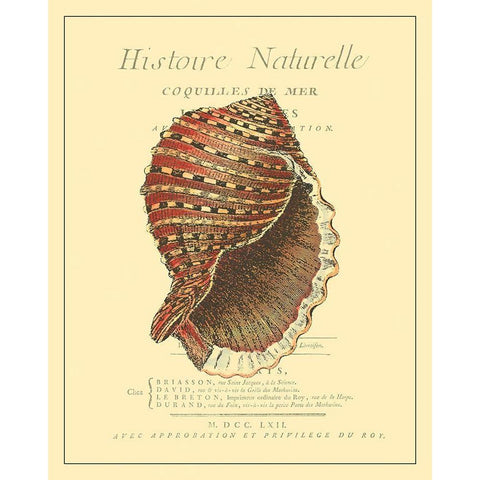 Coquilles De Mer IV Gold Ornate Wood Framed Art Print with Double Matting by Vision Studio