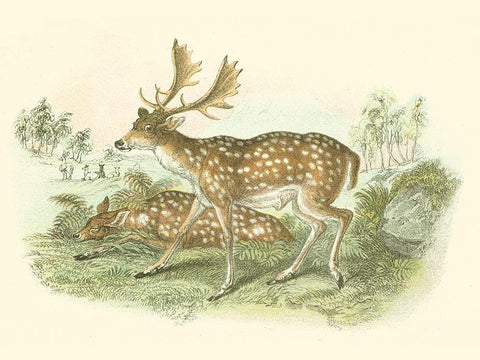 Petite Fallow Deer Black Ornate Wood Framed Art Print with Double Matting by Lizars, W.H.