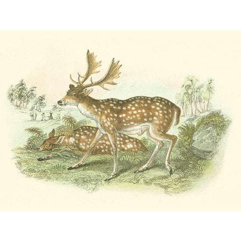 Petite Fallow Deer Gold Ornate Wood Framed Art Print with Double Matting by Lizars, W.H.