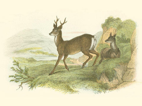 Petite Row Deer Black Ornate Wood Framed Art Print with Double Matting by Lizars, W.H.