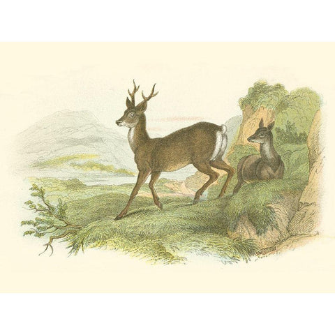 Petite Row Deer Black Modern Wood Framed Art Print by Lizars, W.H.