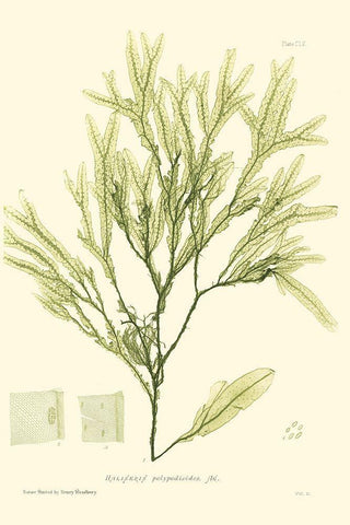 Bradbury Seaweed I  Black Ornate Wood Framed Art Print with Double Matting by Bradbury, Henry