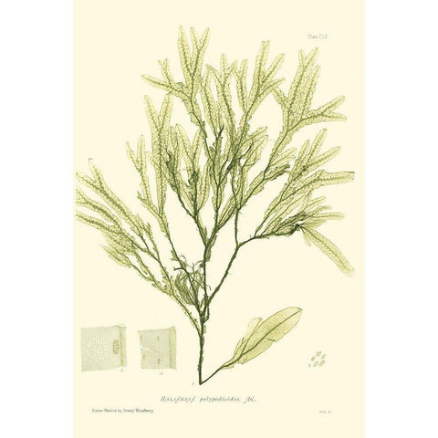 Bradbury Seaweed I  Black Modern Wood Framed Art Print by Bradbury, Henry