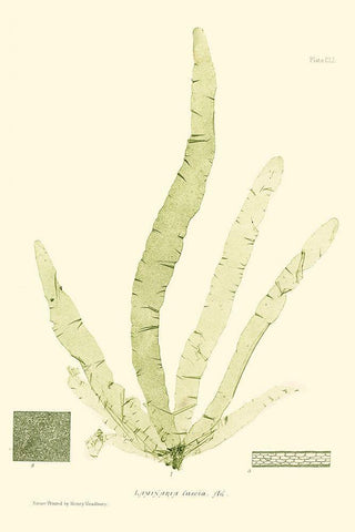 Bradbury Seaweed II  White Modern Wood Framed Art Print with Double Matting by Bradbury, Henry
