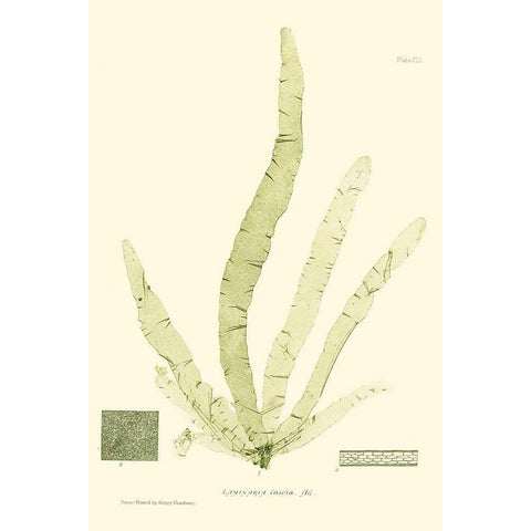 Bradbury Seaweed II  Black Modern Wood Framed Art Print by Bradbury, Henry