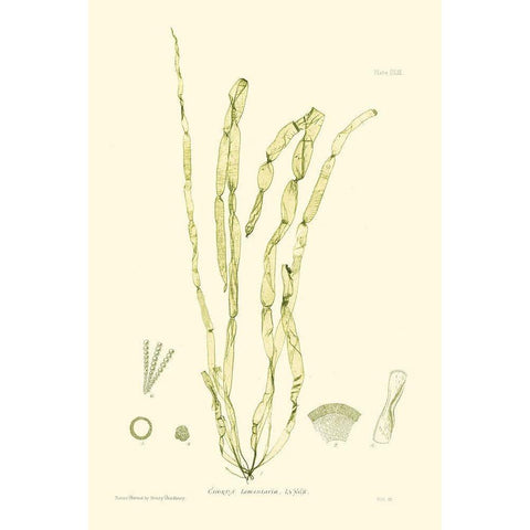 Bradbury Seaweed III  Black Modern Wood Framed Art Print with Double Matting by Bradbury, Henry
